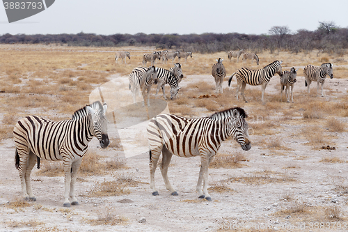 Image of Zebra in african savanna