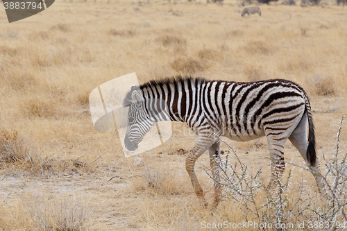 Image of Zebra in african savanna