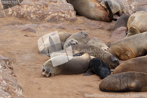 Image of sea lions in Cape Cross, Namibia, wildlife