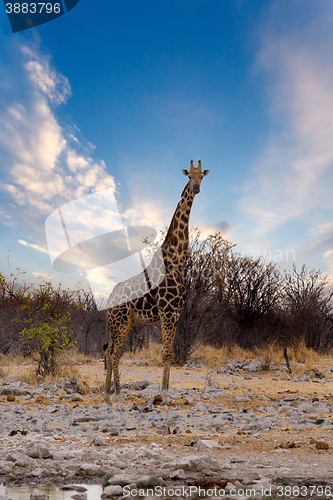 Image of Giraffa camelopardalis near waterhole