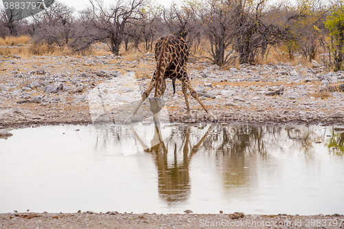 Image of Giraffa camelopardalis drinking from waterhole