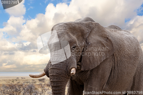 Image of big african elephants on Etosha national park