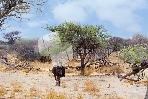Image of wild Wildebeest Gnu in african bush