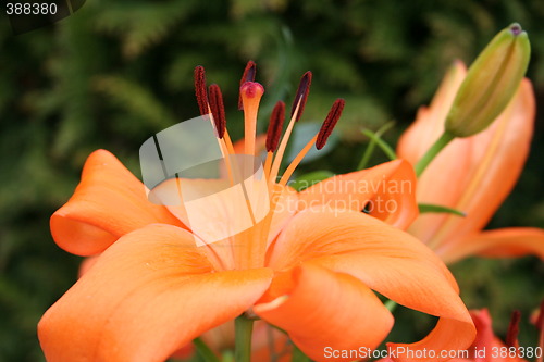 Image of Beautiful lilies