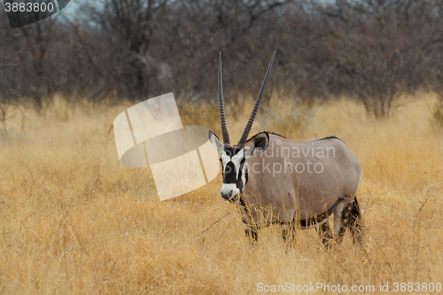 Image of Gemsbok in savanna, Oryx gazella