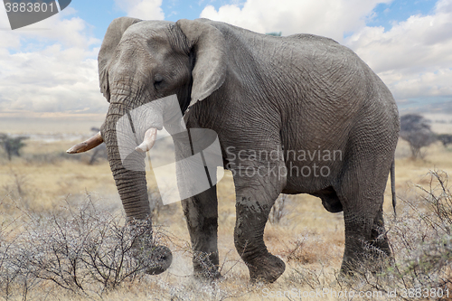 Image of big african elephants on Etosha national park