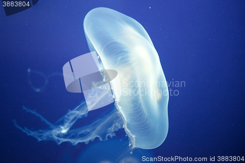 Image of Jellyfish Underwater moving around