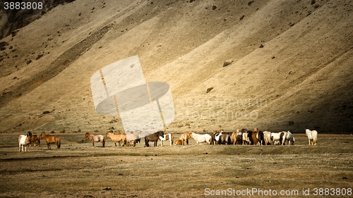 Image of Brown horse closeup