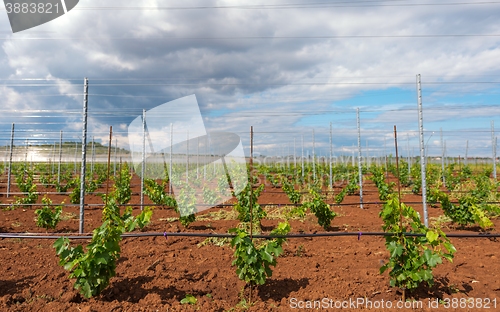 Image of Viticulture with grape saplings