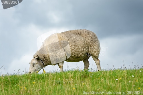 Image of Sheep feeding on grass