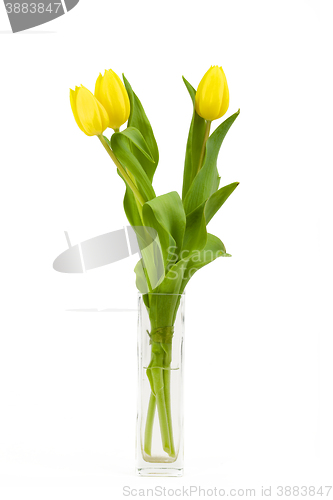 Image of spring yellow tulips