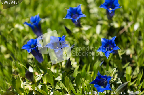 Image of Trumpet gentiana blue spring flower in garden
