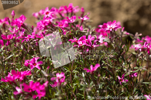 Image of pink flowers in spring garden