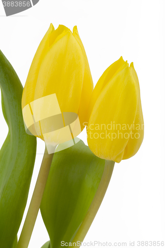 Image of spring yellow tulips