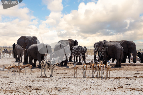 Image of full waterhole with Elephants