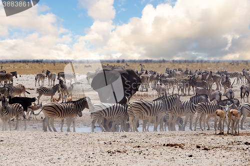 Image of full waterhole with Elephants