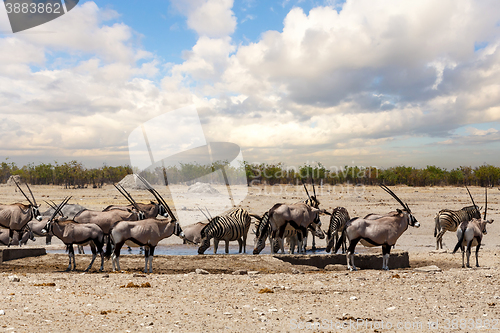 Image of Oryx gazella and zebra in etosha