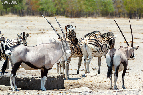 Image of Oryx gazella and zebra in etosha