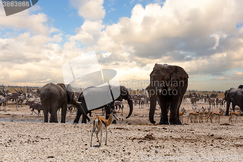 Image of full waterhole with Elephants