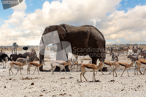 Image of full waterhole with Elephants