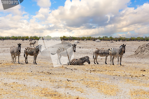 Image of Zebra in african savanna