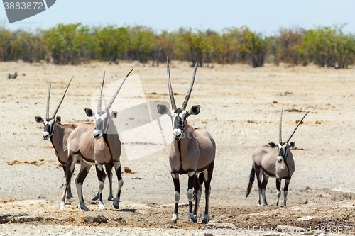 Image of Gemsbok, Oryx gazella in savanna