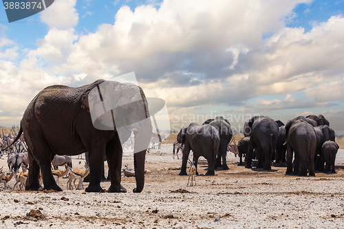 Image of full waterhole with Elephants