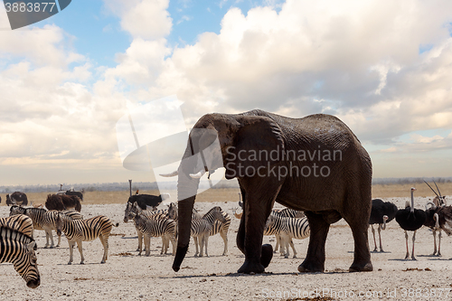 Image of full waterhole with Elephants