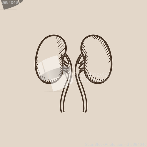 Image of Kidney sketch icon.