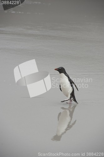 Image of Rockhopper penguins Falkland Island