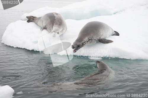 Image of Crabeater seals on the ice.