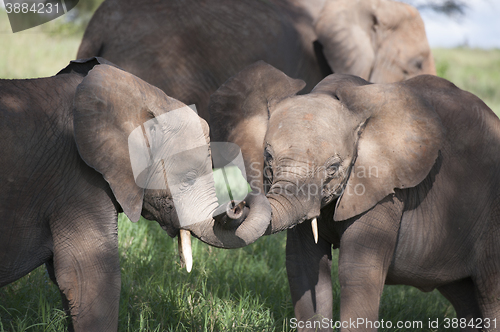 Image of Baby Elephant in Afrika