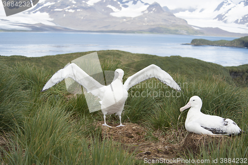 Image of Pair of Wandering Albatrosses