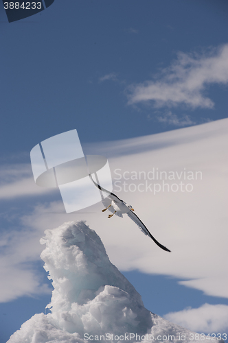 Image of Kelp Gull in Antarctica