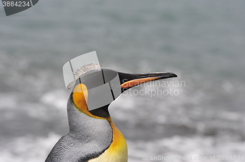 Image of King penguin in South Georgia