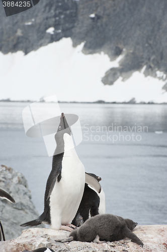 Image of Adelie Penguin on nest
