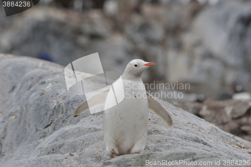 Image of Gentoo Penguin white