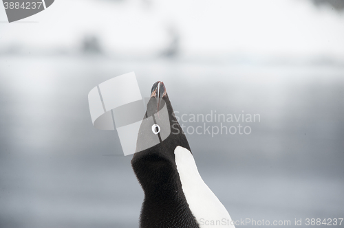 Image of Adelie Penguin on snow