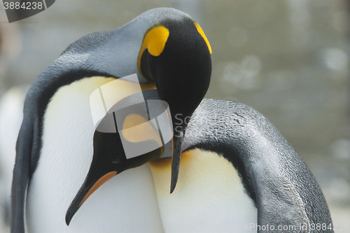 Image of King penguin in South Georgia