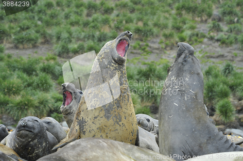 Image of Elephant Seal fight