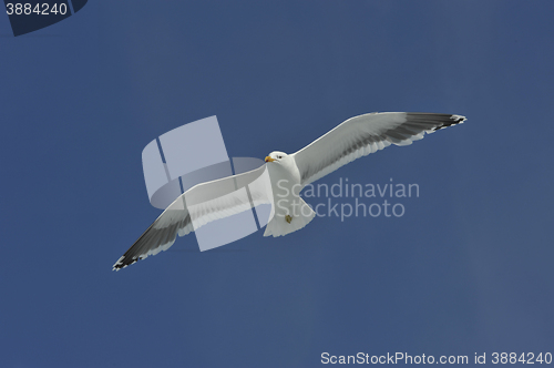 Image of kelp gull  in Antarctica