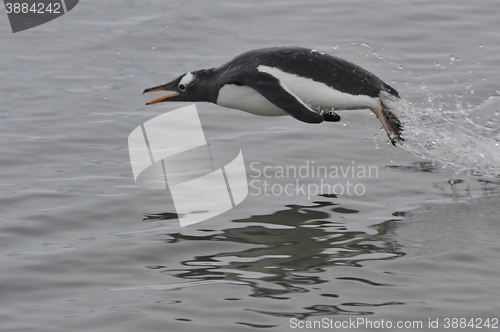 Image of Gentoo Penguin jumping in the water