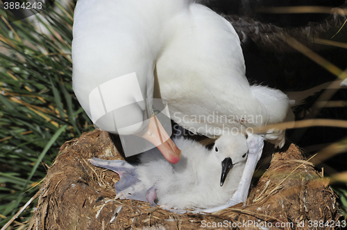 Image of Black browed albatross Saunders Island