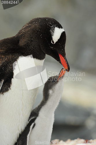 Image of Gentoo Penguin with chick