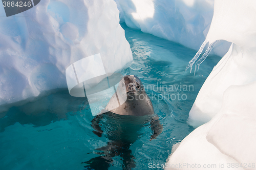 Image of Crabeater seal in the water