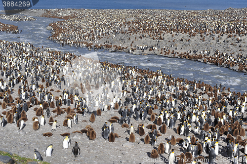 Image of King penguin colony