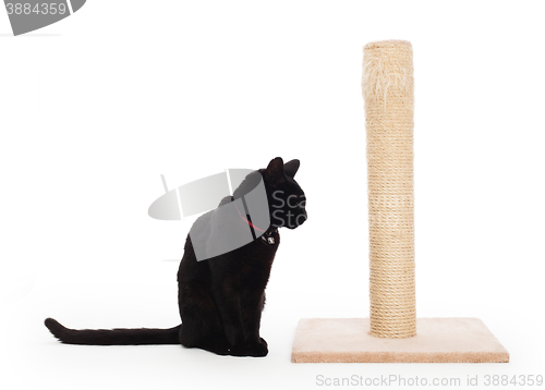 Image of Black cat with a scratching post 