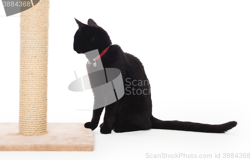 Image of Black cat with a scratching post 