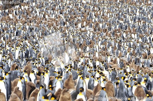 Image of King penguin colony