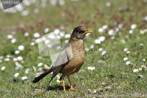Image of trush bird in Falklands